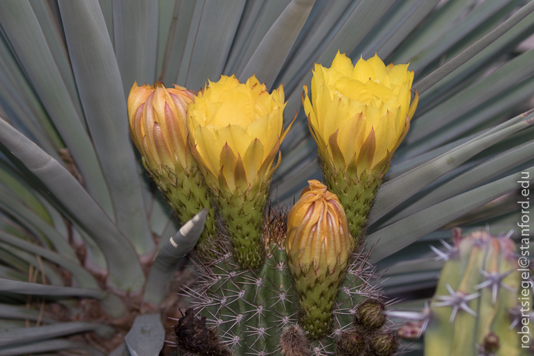 arizona garden